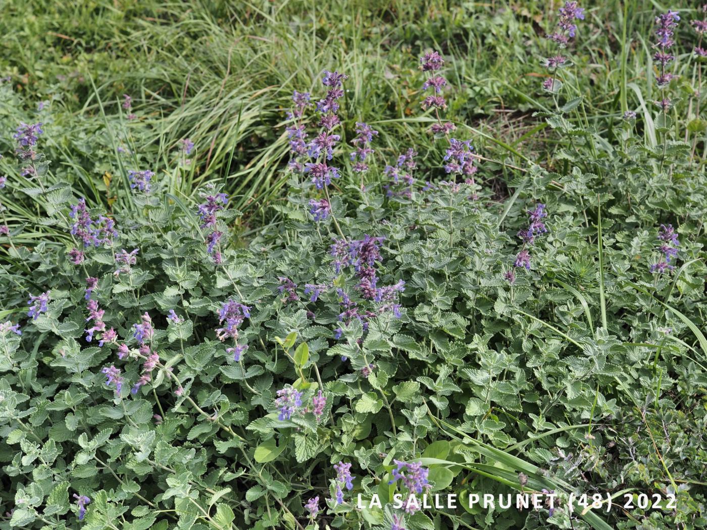 Catmint plant